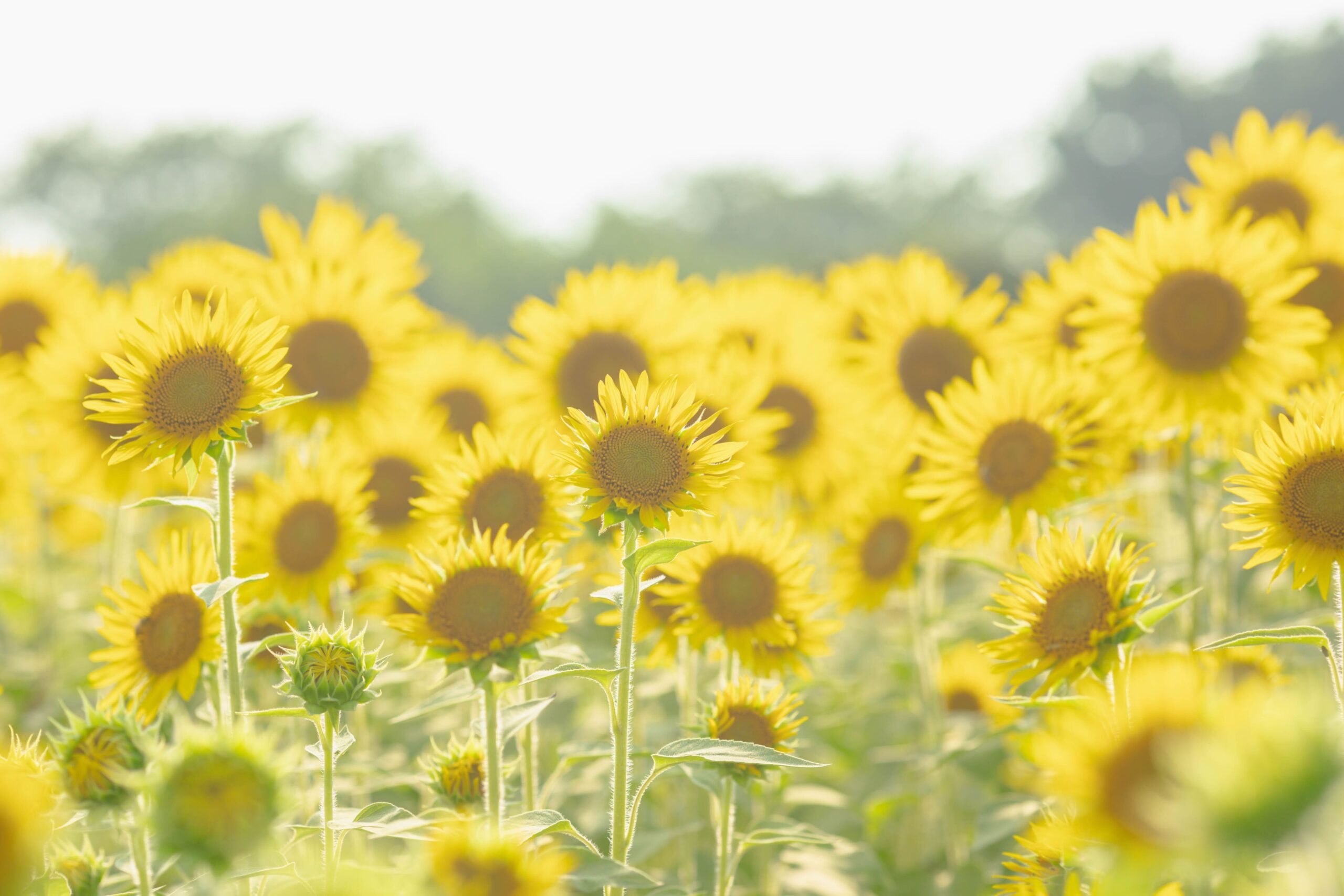 ☀みんなの夏休み☀のサムネイル